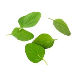 Fresh oregano leaves in air on white background