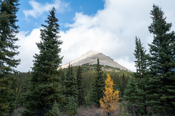 Photos of golden larches on Skoki Loop hike around Skoki Lodge. Includes views of the trail, mountains and lakes around the trail. Skoki Lodge is near Lake Louise, Alberta, Canada.