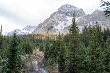 Photos of golden larches on Skoki Loop hike around Skoki Lodge. Includes views of the trail, mountains and lakes around the trail. Skoki Lodge is near Lake Louise, Alberta, Canada.