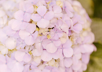 natural macro floral background with Hydrangea macrophylla, French hydrangea