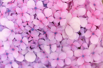 Obraz premium natural macro floral background with Hydrangea macrophylla, French hydrangea