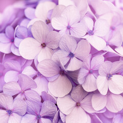 natural macro floral background with Hydrangea macrophylla, French hydrangea