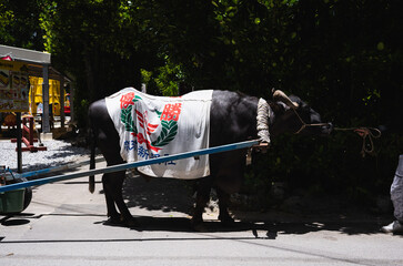 フクギ並木の水牛