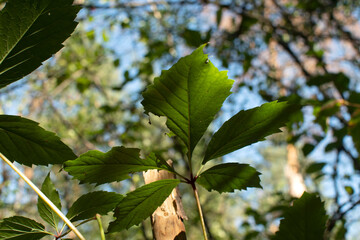 Bottom view of a Parthenocissus quinquefolia, Virginia or Victoria creeper in forest