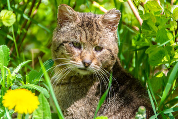 Brownish-gray cat sitting in the grass close-up