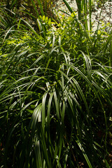 Fototapeta premium Green sedge grass on shore of a river
