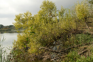 Branches of a tree under water. Tree on river shore