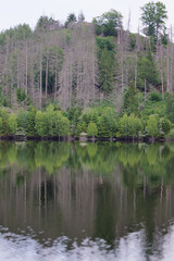 Harzer Natur am Stausee der Rappbodetalsperre