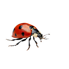 Fototapeta premium ladybug ,isolated on white background , transparent png image