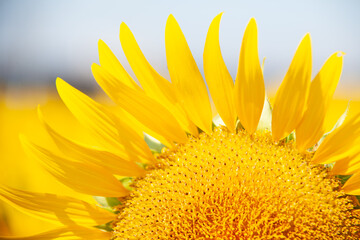 ひまわりの花弁