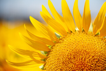 ひまわりの花弁