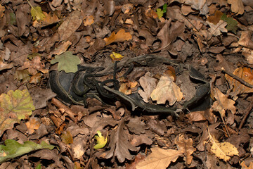 An old sneaker covered with oak leaves