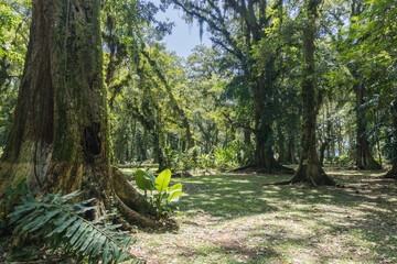 Lush vegetation of giant trees in the rainforest at Lake Yojoa, Honduras. Sustainable tourism in...