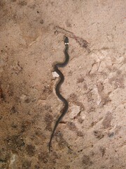 A snake in the sand.