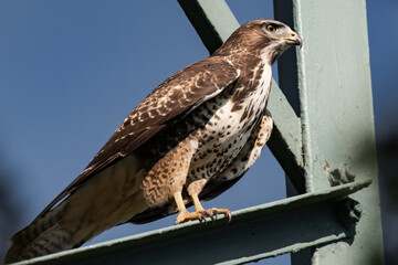 Common buzzard (Buteo buteo)
