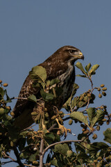 Common buzzard (Buteo buteo) sitting on top of a tree