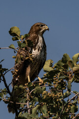 Common buzzard (Buteo buteo) sitting on top of a tree
