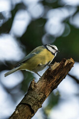 Fototapeta premium Blue tit on a tree branch with trees in the background
