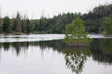 Harzer Natur am Stausee der Rappbodetalsperre