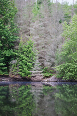 Harzer Natur am Stausee der Rappbodetalsperre