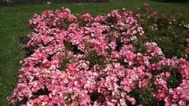 The enchanting Rosa x floribunda 'Fortuna' blooms in a cascade of soft pink pompons. This fairytale-like rose adds a touch of magic to the surrounding greenery.