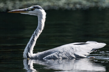 Grey heron swimming in a lake
