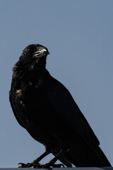 Raven with food in it's beak with a blue sky in the background