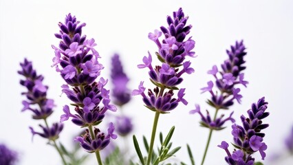 Obraz premium A close-up of vibrant lavender flowers showcasing their beauty and natural elegance.