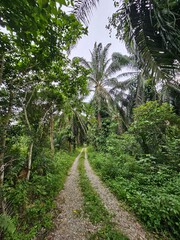 Palm oil plantation