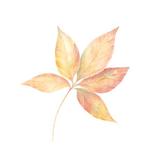Autumn maple leaf in watercolor , flying orange foliage from tree on ground transparent background isolated template exact illustration of fall autumn
