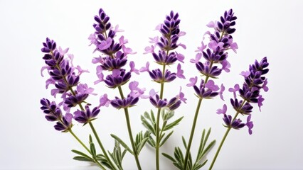 Naklejka premium A cluster of lavender flowers showcasing their vibrant purple hues and green foliage.