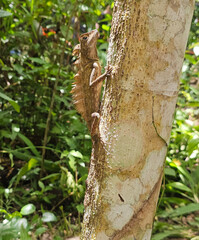Lizard on a tree