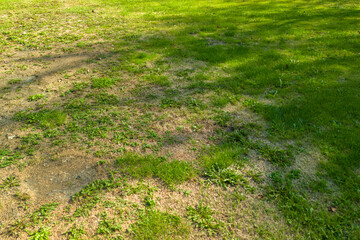 A patchy green lawn with sunlit grass and scattered dry patches, showcasing a mix of thriving plant...