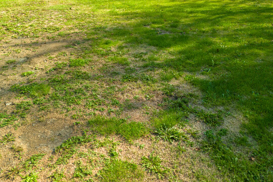 A patchy green lawn with sunlit grass and scattered dry patches, showcasing a mix of thriving plant life and bare soil