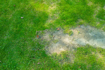 A vibrant green lawn with patches of brown soil and scattered leaves, inviting a serene outdoor atmosphere for relaxation or nature activities.