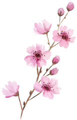 Obraz premium Sakura wedding watercolor twig with pink cherry flowers and leaves isolated illustration
