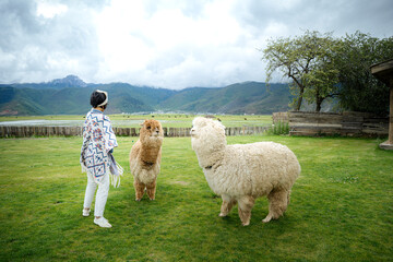 woman portrait with alpacas, Thai woman tourists like photography, love to travel, Travel on trip in holiday Zhongdian County, northwestern Yunnan China.