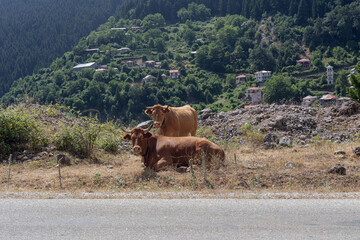 The cows grazing in a mountain meadow