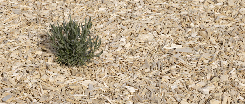 Gros plan de paillage de chanvre d'un massif	de lavande