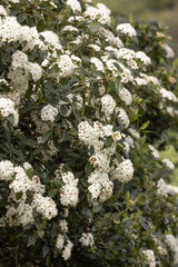 Fleurs de Viburnum tinus

