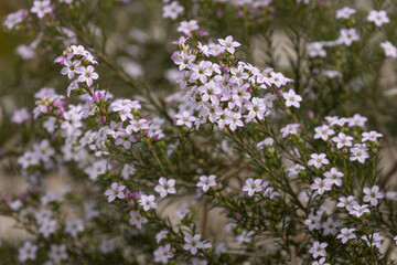 Gros plan de Coleonema pulchrum en fleurs	
