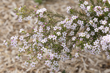 Gros plan de Coleonema pulchrum en fleurs	