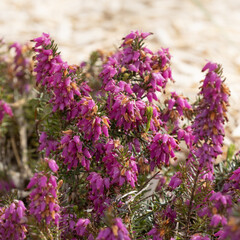 Obraz premium Bruyère Erica darleyensis 