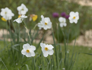 Narcisse Poeticus Recurvus