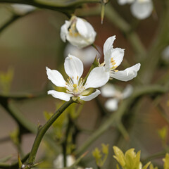 Gros plan d'une fleur de Poncirus trifoliata