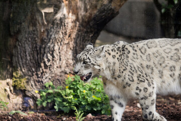 Snow leopard (Panthera Uncia) in captivity walks up and down inside an European zoo glass cage.