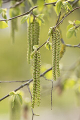 Chatons mâles du Ostrya carpinifolia au printemps