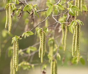 Chatons m&acirc;les du Ostrya carpinifolia au printemps
