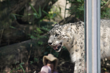 Snow leopard (Panthera Uncia) in captivity walks up and down inside an European zoo glass cage.