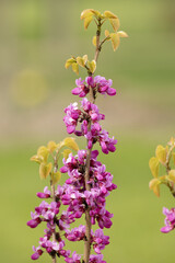 Gros plan des fleurs de l'Arbre de Judée